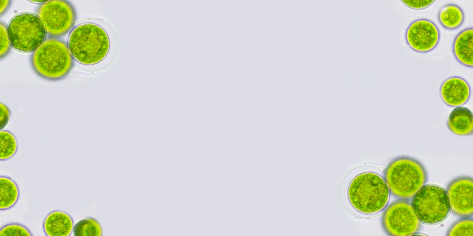 Algae-Background | MyLand