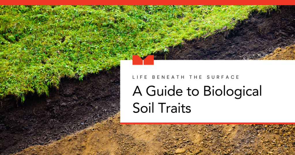 Blog cover image about the biological characteristics of health soil and the view of a tree nut farm