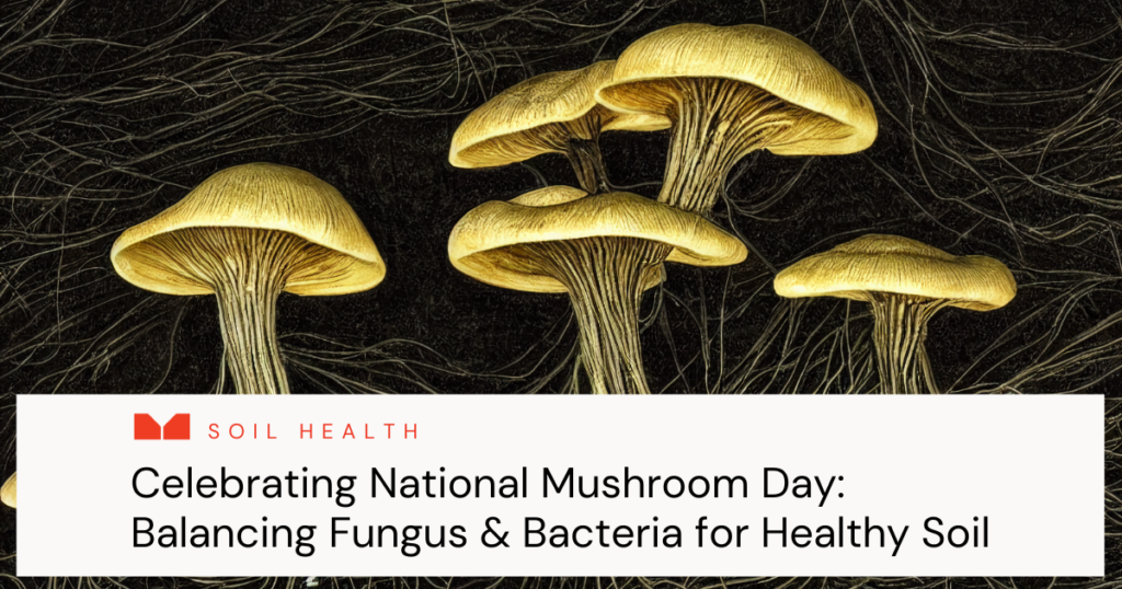 The the importance of mushrooms - fungi - in soil health