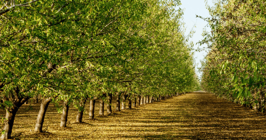 Soil health for tree crops