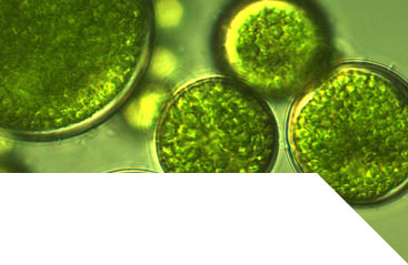 Native soil microalgae