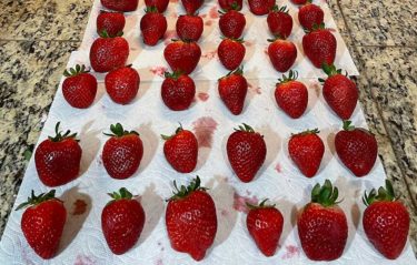MyLand Case Study Control Strawberries
