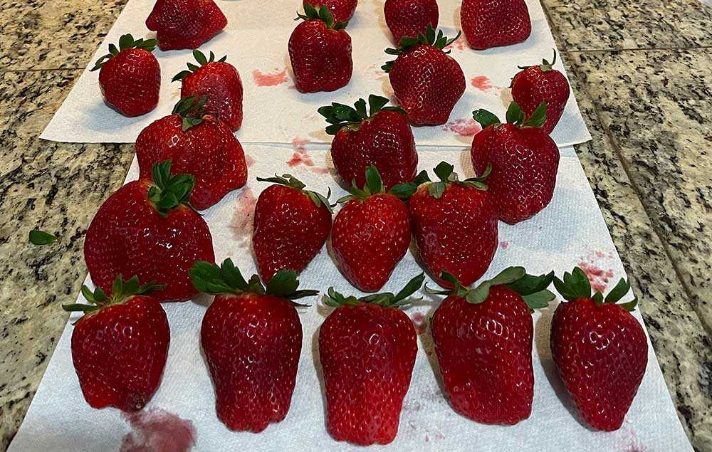 MyLand Case Study Test Strawberries